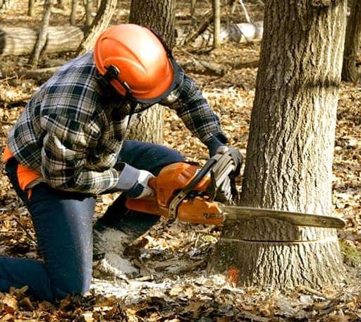 Tree Removal in Andover, KS